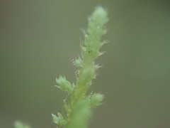 Claopodium bolanderi