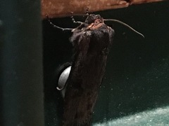 Xylena thoracica