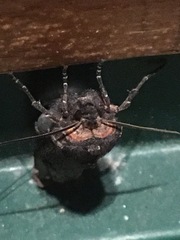 Xylena thoracica