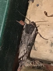 Xylena thoracica