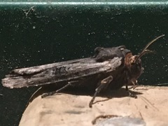 Xylena thoracica