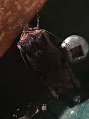 Xylena thoracica
