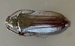 Cnemoplites prionoides