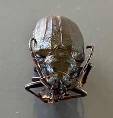 Cnemoplites prionoides