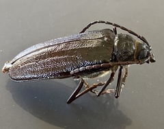 Cnemoplites prionoides