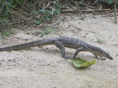 Varanus palawanensis
