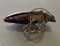 Cnemoplites prionoides