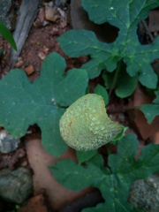 Dorstenia
