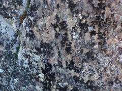 Pseudephebe pubescens