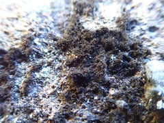 Pseudephebe pubescens