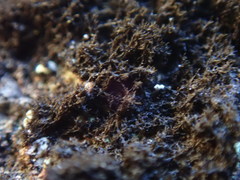 Pseudephebe pubescens