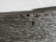 Lophodytes cucullatus