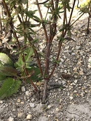 Spermacoce prostrata