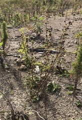Spermacoce prostrata