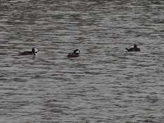 Lophodytes cucullatus