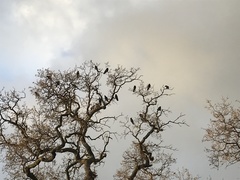 Corvus brachyrhynchos