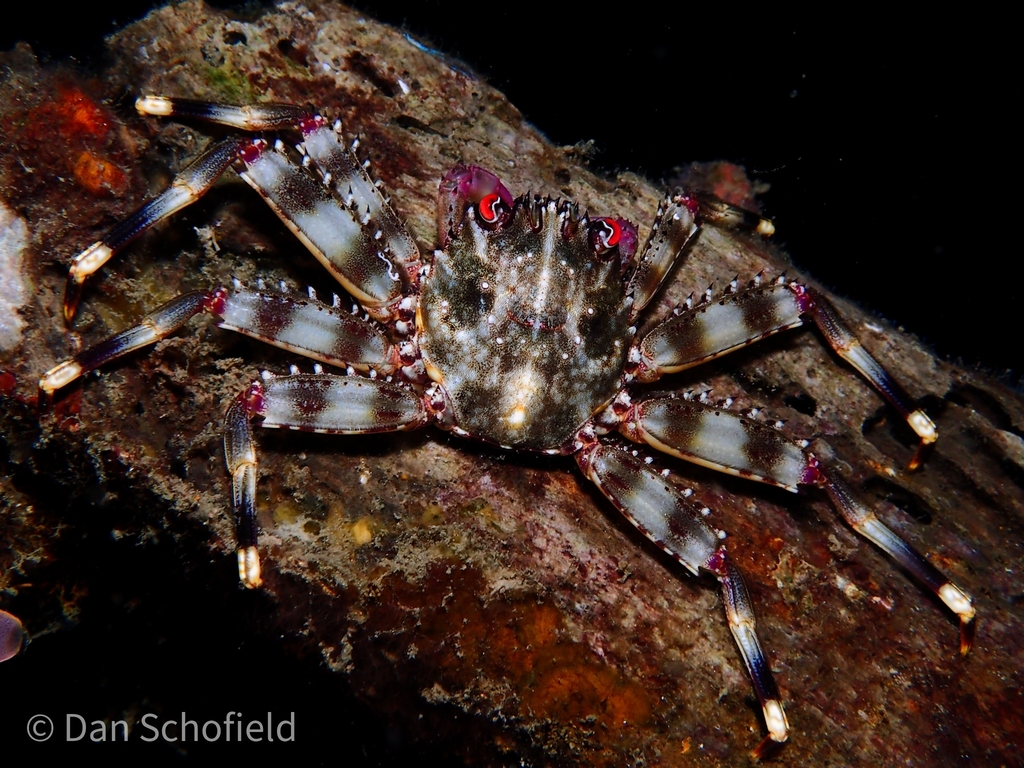 Red-eyed Flat Crab
