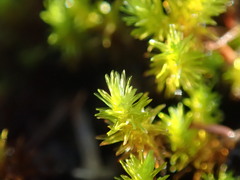 Racomitrium ryszardii