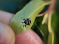 Brontocoris nigrolimbatus