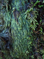 Hygrohypnella ochracea