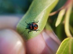 Brontocoris nigrolimbatus
