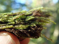 Hygrohypnella ochracea