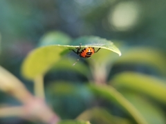 Brontocoris nigrolimbatus