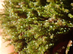 Marsupella emarginata