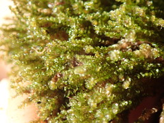 Marsupella emarginata