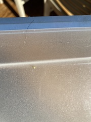 Cheiracanthium inclusum