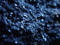 Protoparmelia badia