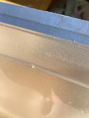 Cheiracanthium inclusum