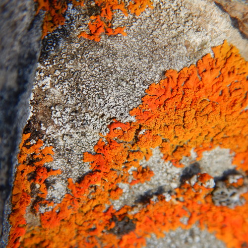 Sugared Sunburst Lichen