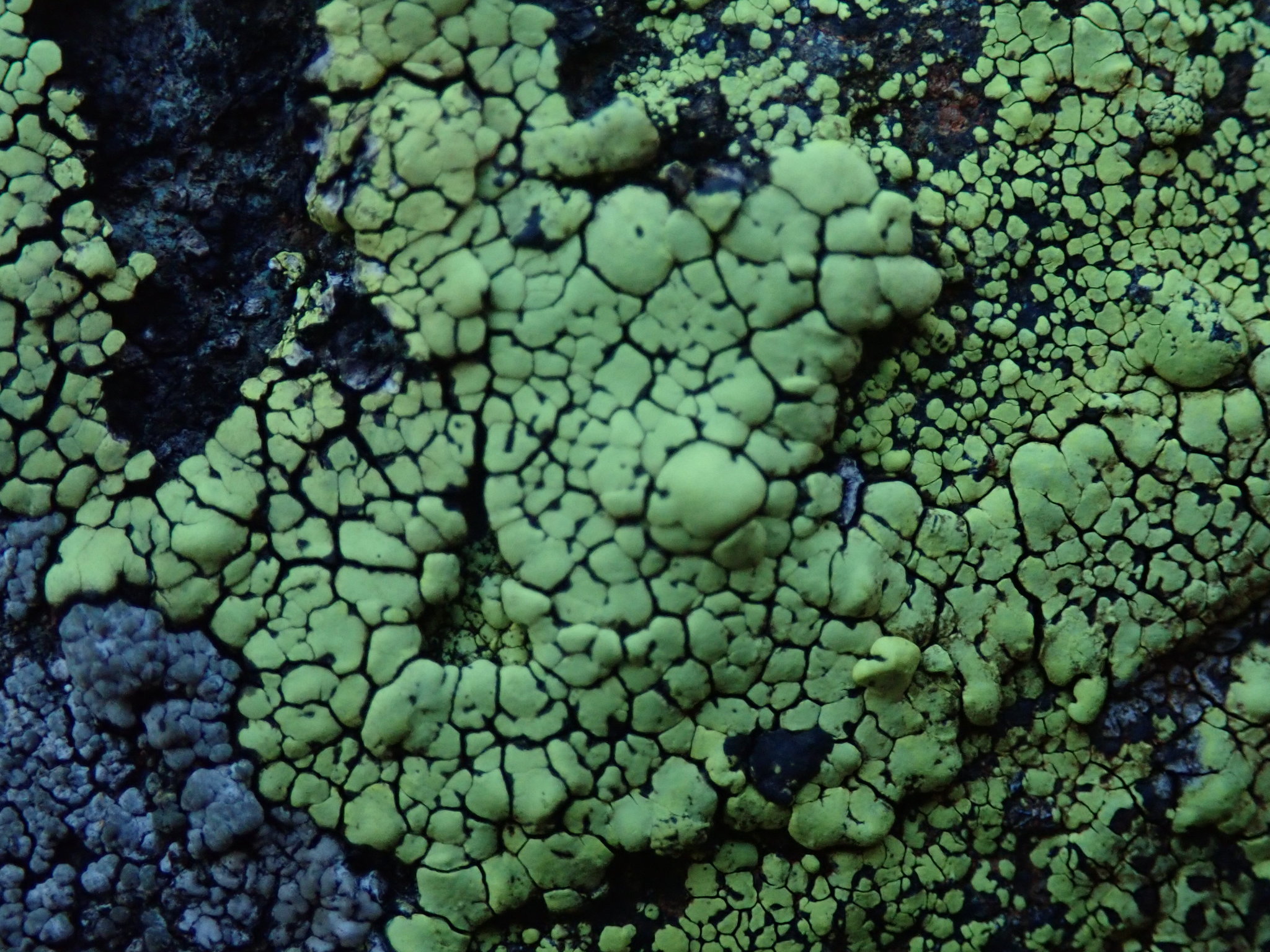 Photos of lemon map lichen (Rhizocarpon macrosporum) · iNaturalist