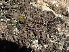 Umbilicaria polyphylla