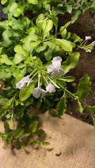 Plumbago auriculata