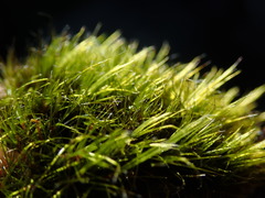 Campylopus atrovirens