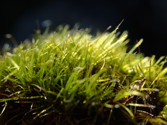 Campylopus atrovirens