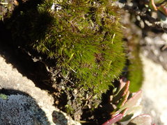 Campylopus atrovirens