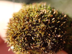 Amphidium lapponicum