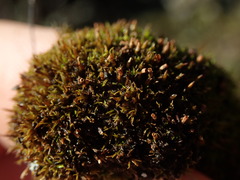 Amphidium lapponicum