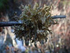 Tuckermanopsis subalpina