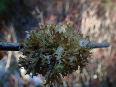 Tuckermanopsis subalpina