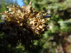 Tuckermanopsis subalpina