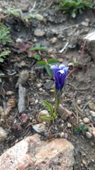 Gentianopsis barbellata