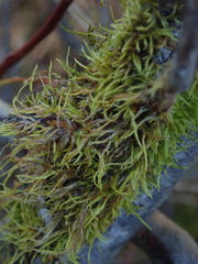 Pseudoleskea baileyi