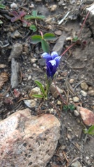 Gentianopsis barbellata