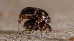 Acrossidius tasmaniae