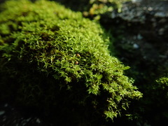 Amphidium lapponicum