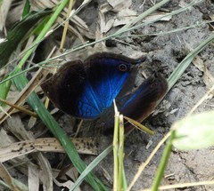 Junonia cymodoce cymodoce